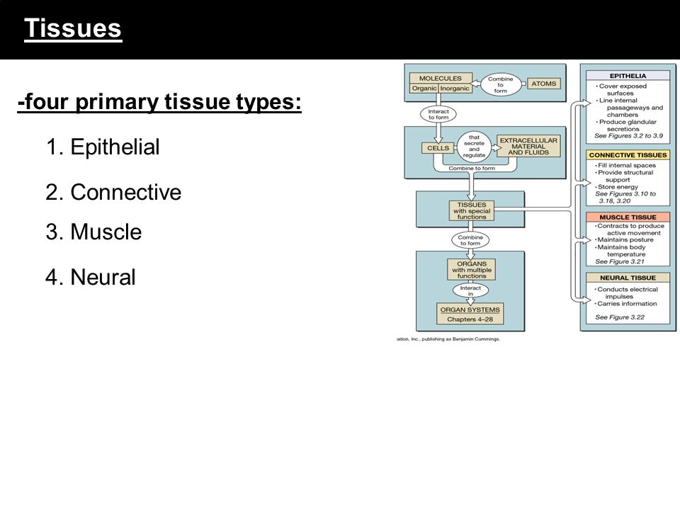 Tissues -four primary tissue types: 1. Epithelial 2. Connective - ppt  download