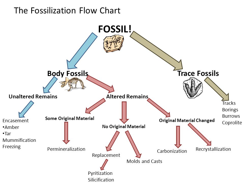 The Fossilization Flow Chart - ppt video online download