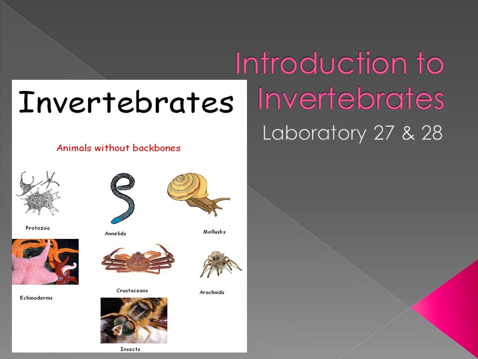 An invertebrate is an animal without a backbone.  The group includes 95%  of all animal species. - ppt download