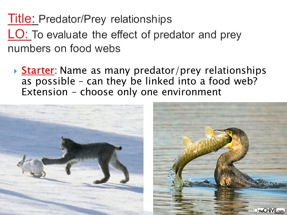predator and prey