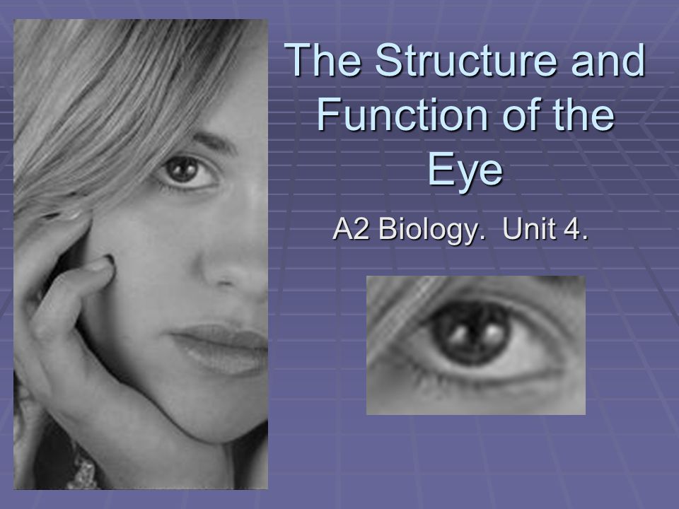 The Structure and Function of the Eye - ppt download