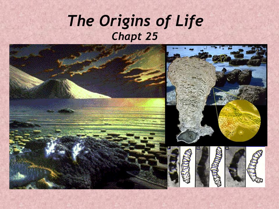 The Origins of Life Chapt 25. The Origins of Life Earth is probably ~4.5 billion years old Oldest life forms began ~3.5 bya How did life begin??? - ppt download