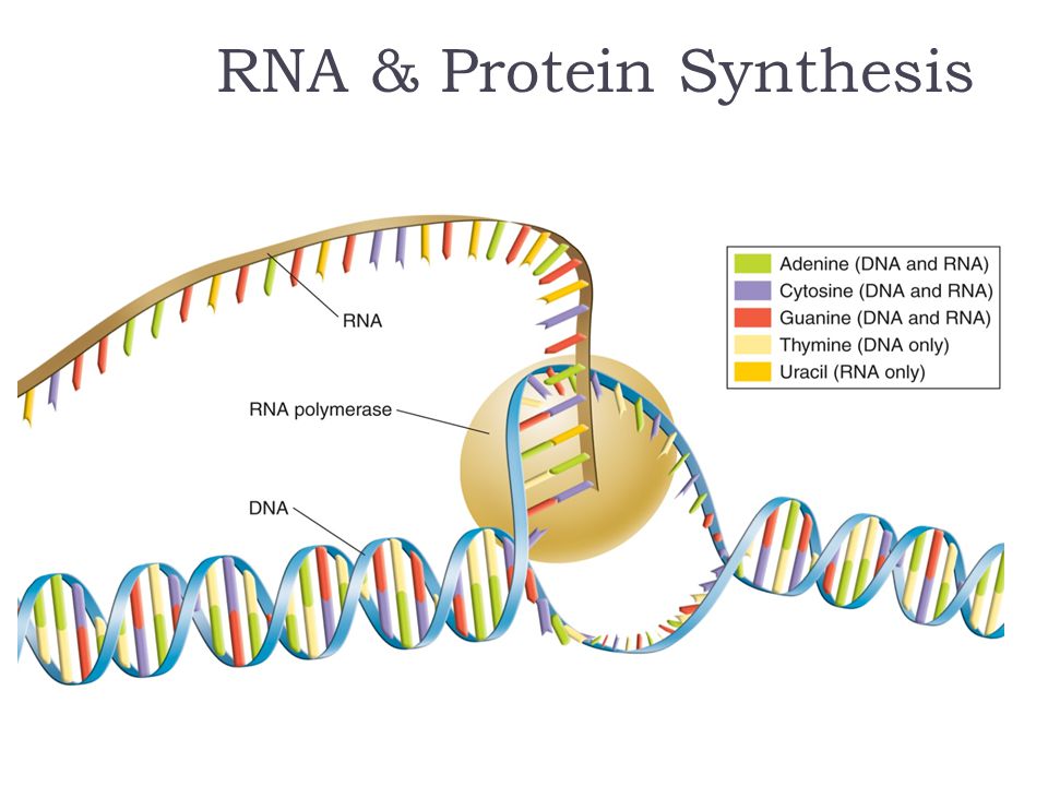 RNA & Protein Synthesis - ppt video online download