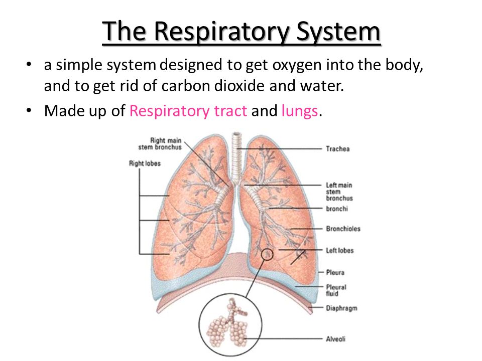 Organs and Structures of the Respiratory System | Anatomy and Physiology II