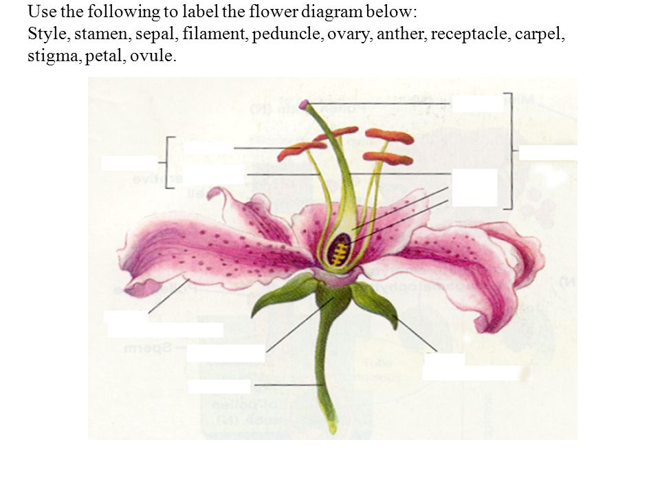 Use the following to label the flower diagram below: - ppt video online  download