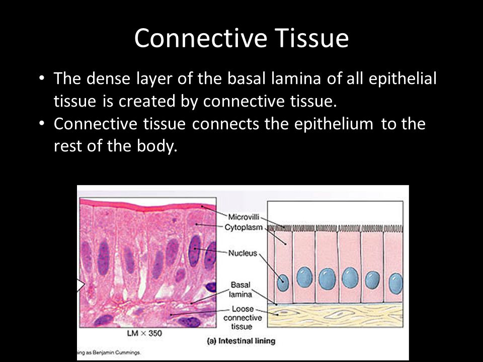 Connective Tissue The dense layer of the basal lamina of all epithelial  tissue is created by connective tissue. Connective tissue connects the  epithelium. - ppt video online download