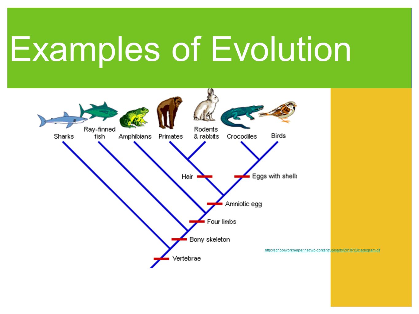 Examples of Evolution - ppt download
