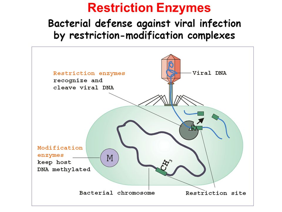 Restriction Enzymes. - ppt video online download