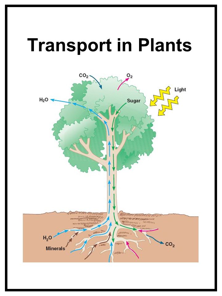 Transport in Plants. - ppt video online download
