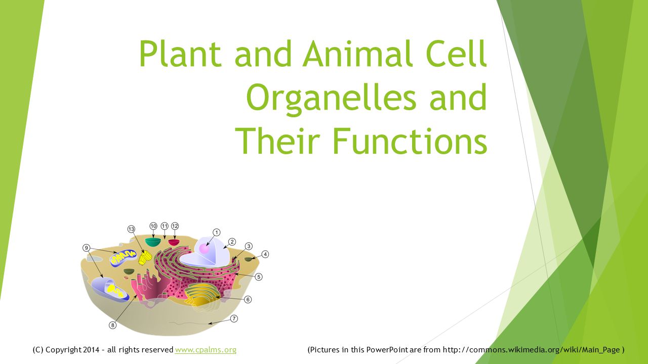 Plant and Animal Cell Organelles and Their Functions - ppt video online  download
