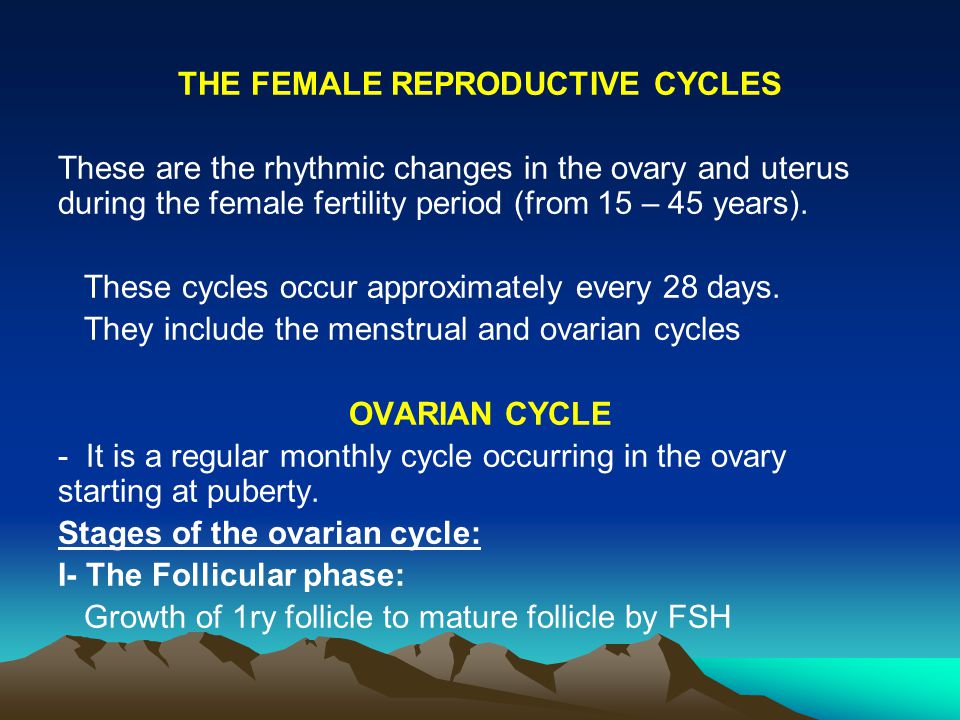 THE FEMALE REPRODUCTIVE CYCLES These are the rhythmic changes in the ovary  and uterus during the female fertility period (from 15 – 45 years). These  cycles. - ppt download