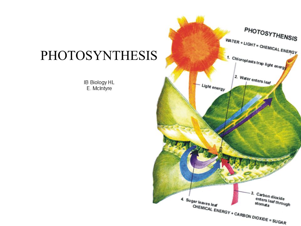 PHOTOSYNTHESIS IB Biology HL E. McIntyre. Simple Photosynthesis Overview  Simplified Chemical summary: 6CO 2 + 6H 2 O + energy (sun)  C 6 H 12 O 6 +  6O. - ppt download