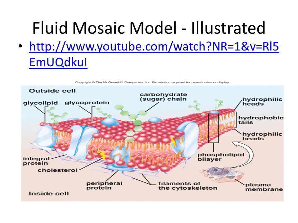 Fluid mosaic model worksheet