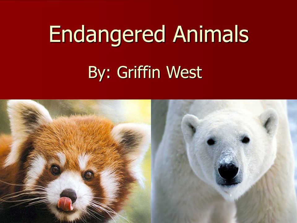 Endangered Animals By: Griffin West. Polar Bears Polar Bears Scientific Name  Is Ursus Maritimus Polar Bears Scientific Name Is Ursus Maritimus Polar  Bears. - ppt download