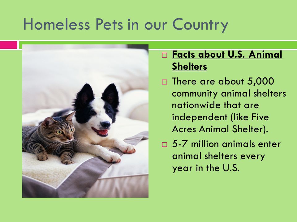 Homeless Pets in our Country  Facts about . Animal Shelters  There are  about 5,000 community animal shelters nationwide that are independent  (like. - ppt download