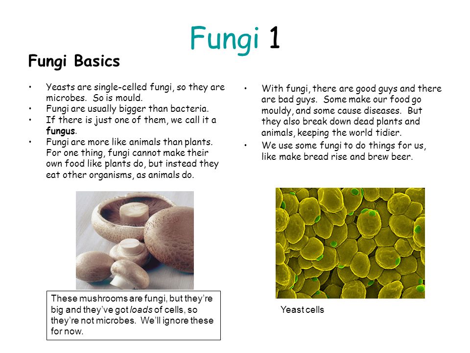Fungi 1 Fungi Basics Yeasts are single-celled fungi, so they are microbes.  So is mould. Fungi are usually bigger than bacteria. If there is just one  of. - ppt download