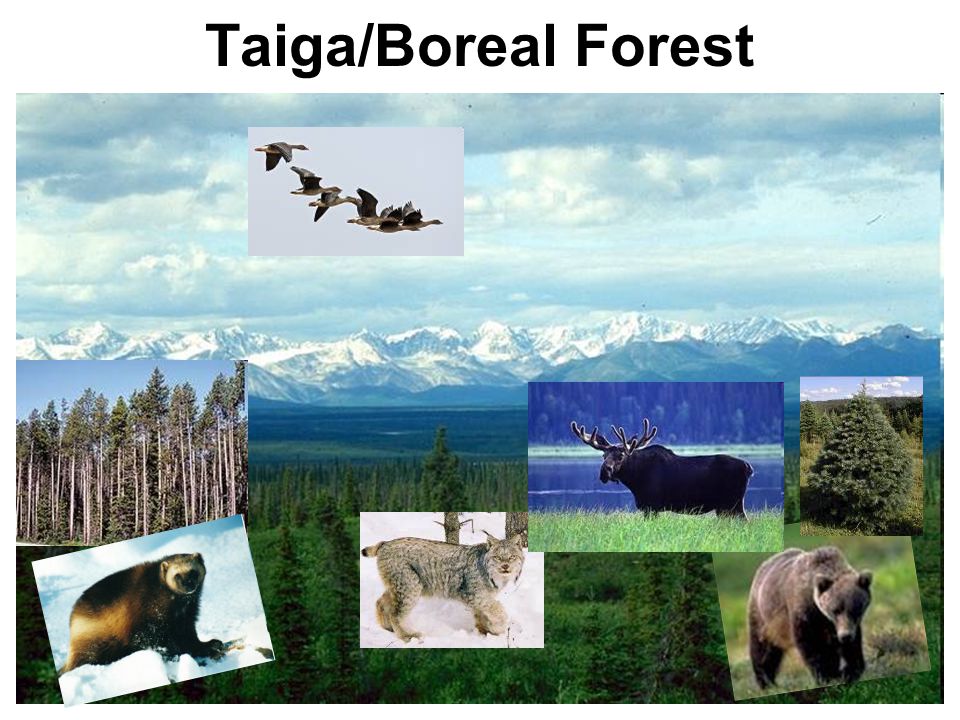 Taiga/Boreal Forest. - ppt video online download