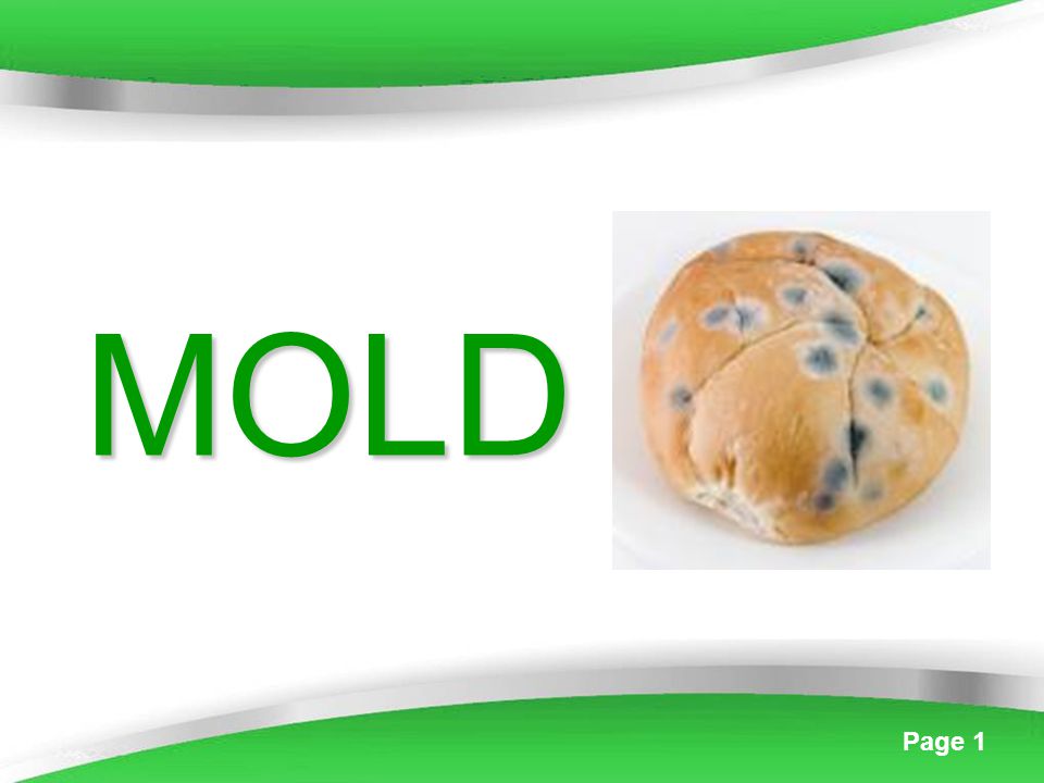PPT - Bread Mold PowerPoint Presentation, free download - ID:2674004