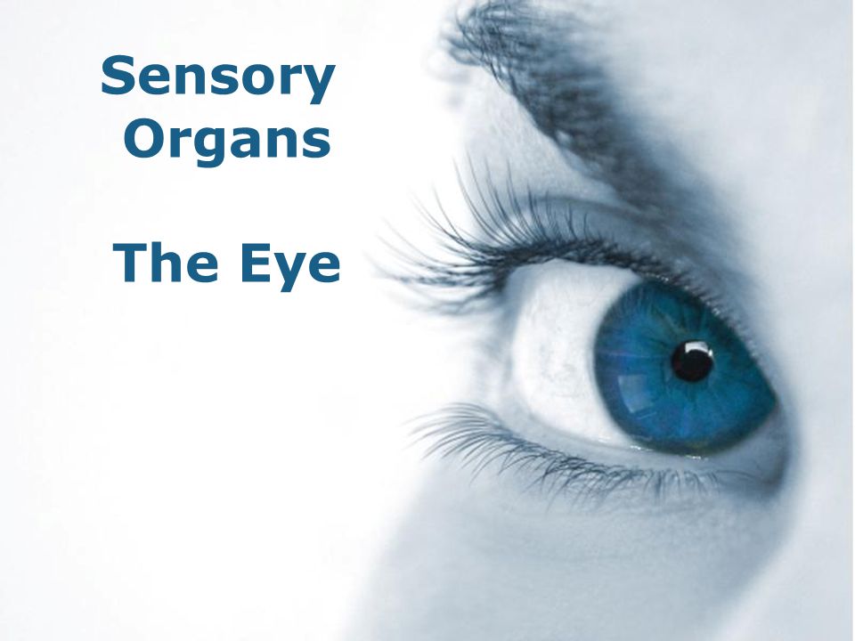 Sensory Organs The Eye Free Powerpoint Templates. - ppt video online  download