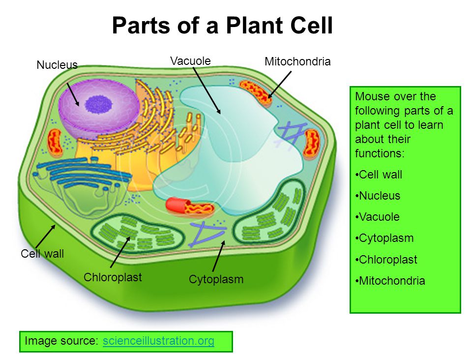 Tilfældig Af Gud Akademi Parts of a Plant Cell Vacuole Mitochondria Nucleus - ppt video online  download