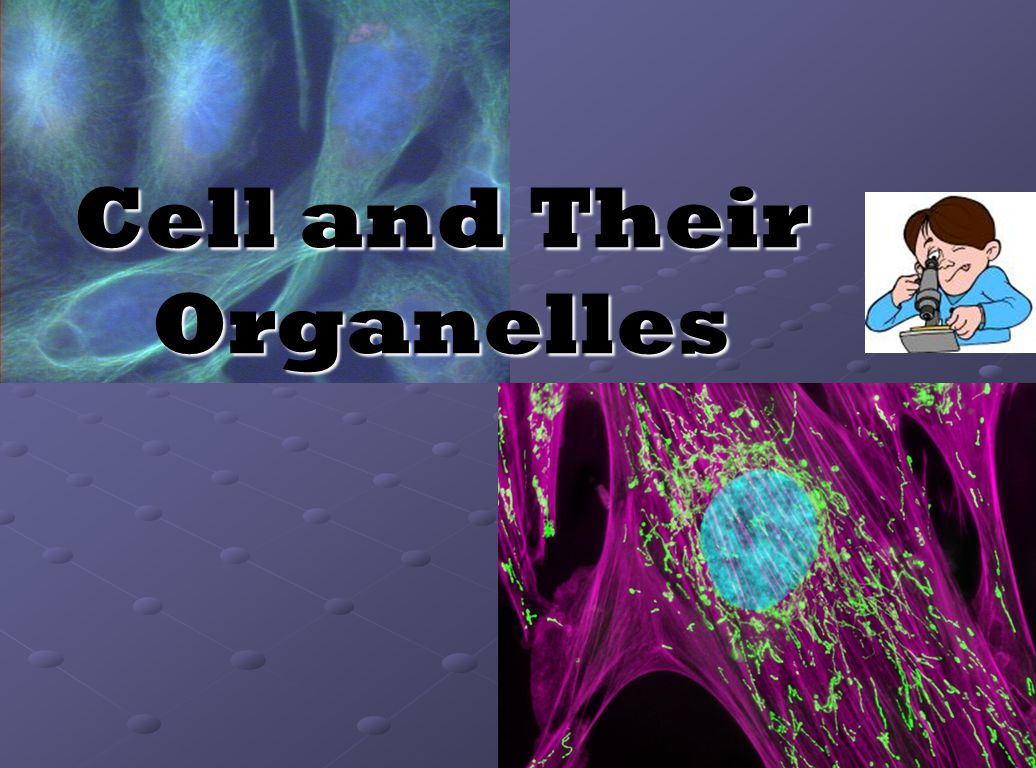 Cell and Their Organelles Intended For Cells And Their Organelles Worksheet