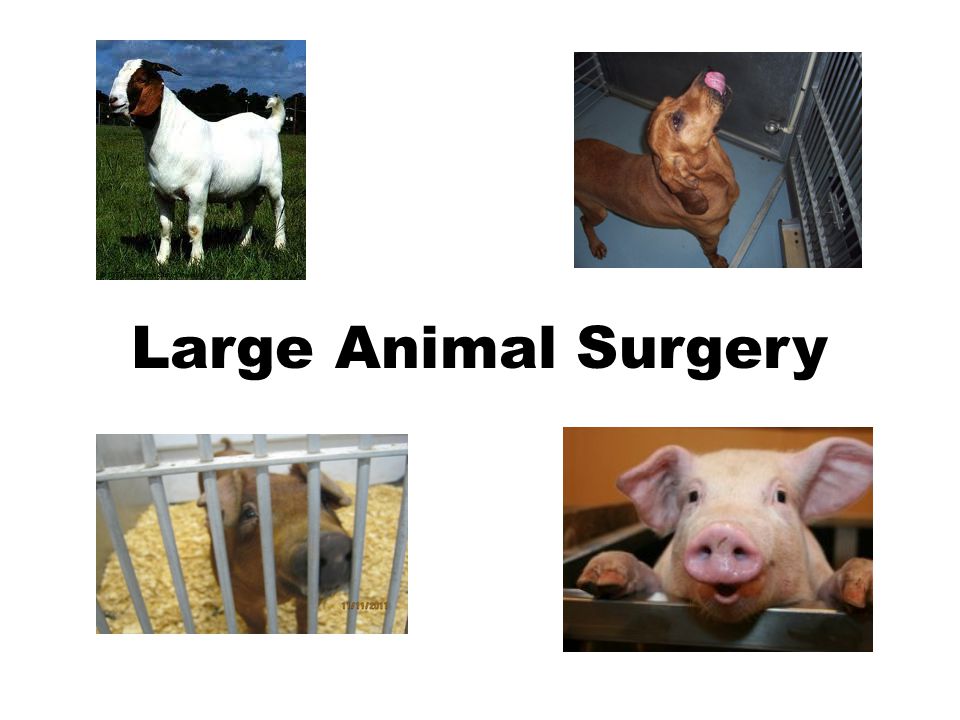 Large Animal Surgery. All survival surgery must be performed using aseptic  techniques (Animal Welfare Act regulations): – Use sterile surgical gloves.  - ppt download