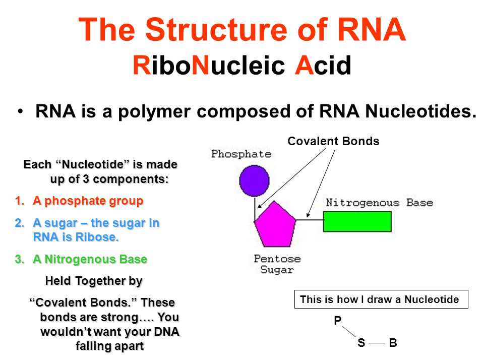 The Structure of RNA RiboNucleic Acid - ppt video online download