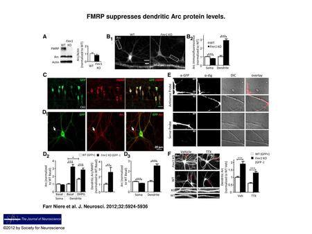 FMRP suppresses dendritic Arc protein levels.