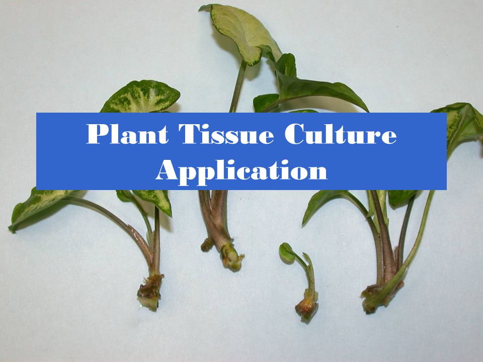 Plant Tissue Culture Application - ppt video online download