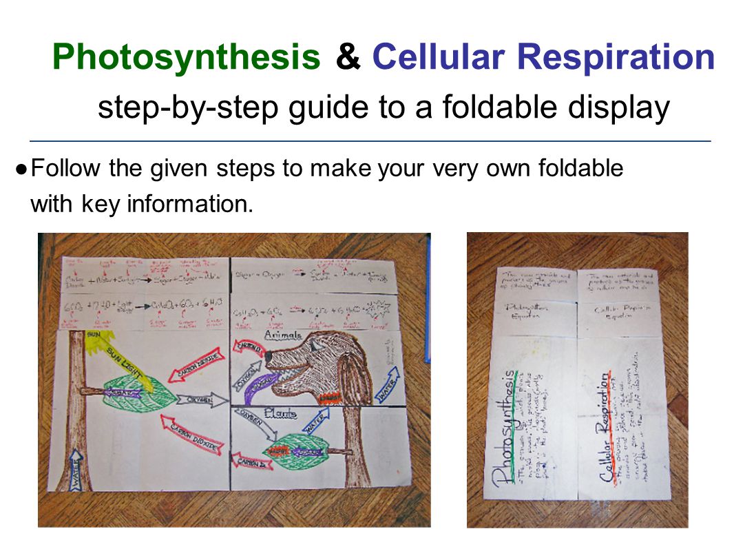 Photosynthesis Cellular Respiration Step By Step Guide To A Foldable Display Follow The Given Steps To Make Your Very Own Foldable With Key Information Ppt Download