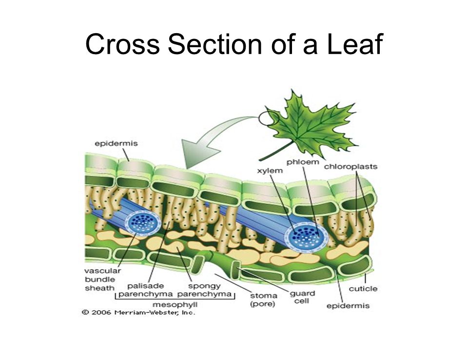 leaf structure cross section leaf structure cross section