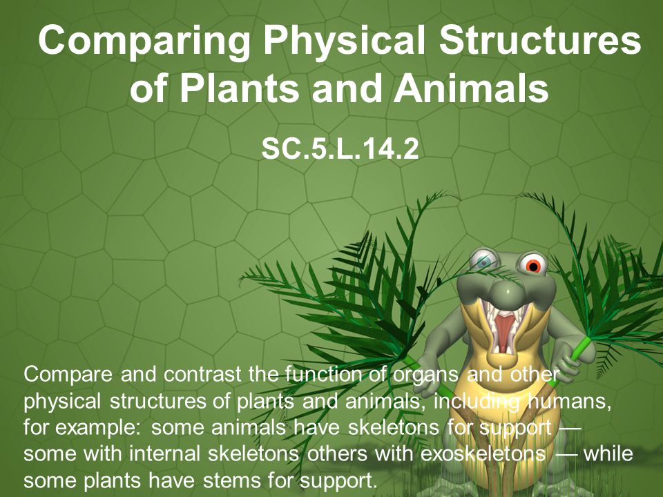Comparing Physical Structures of Plants and Animals - ppt video online  download
