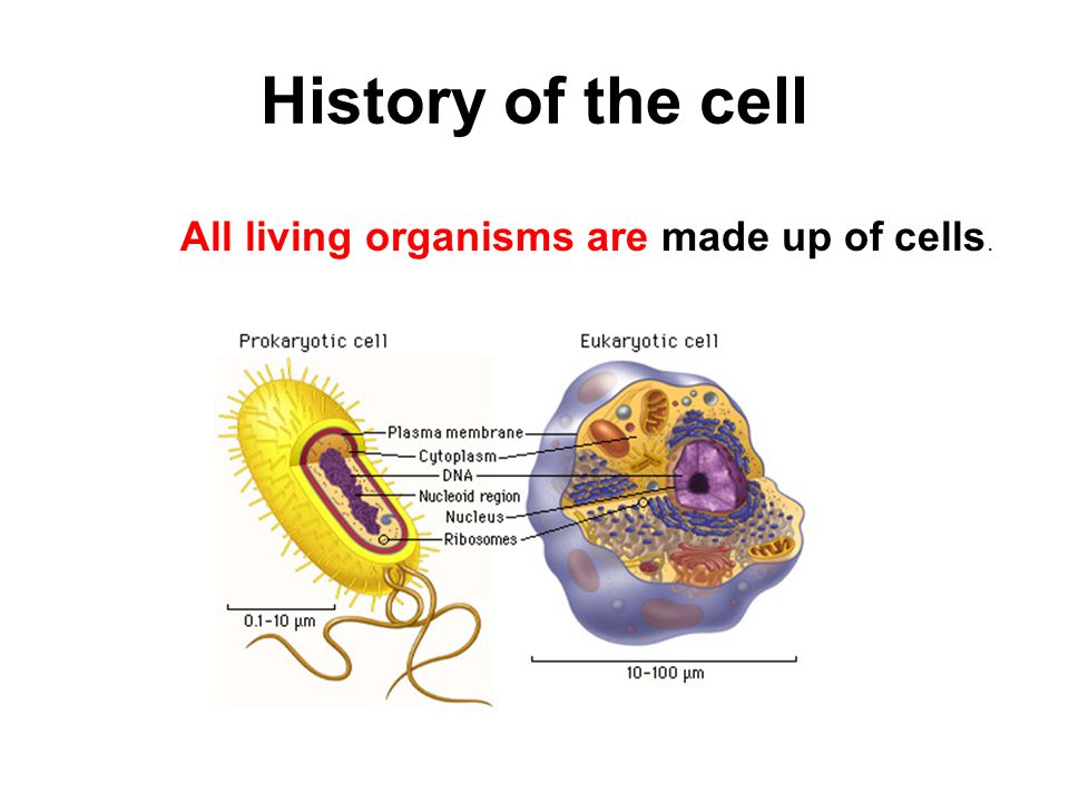 History of the cell All living organisms are made up of cells. - ppt video  online download