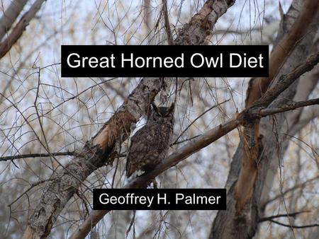 Great Horned Owl Diet Geoffrey H. Palmer. Intro to Great Horned Owls.