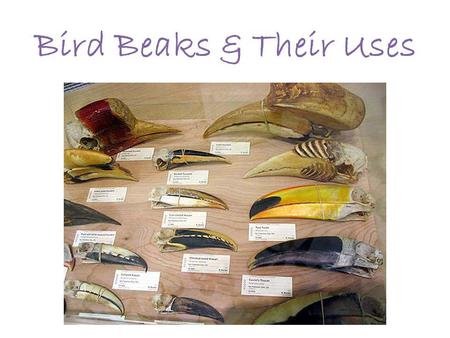 Bird Beaks & Their Uses. African Spoonbill GEOGRAPHICAL RANGE AND HABITAT: Lakes, marshes, rivers, estuaries of Africa from Ethiopia to Kenya to South.