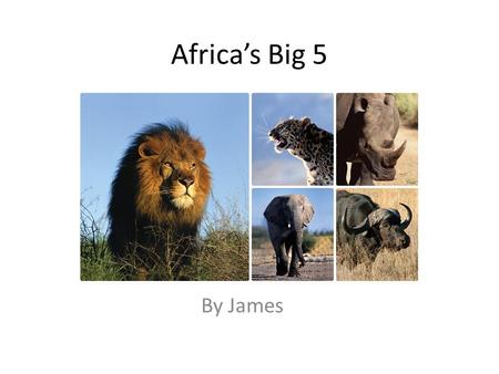 Africas Big 5 By James. Lion Size: shoulder height up to 123 cm in males and as low as 91 cm in females Weight: 150–250 kg for males and 120–182 kg for.