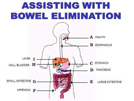 ASSISTING WITH BOWEL ELIMINATION MOUTH ESOPHAGUS LIVER STOMACH