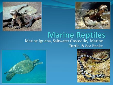 Marine Iguana, Saltwater Crocodile, Marine Turtle, & Sea Snake
