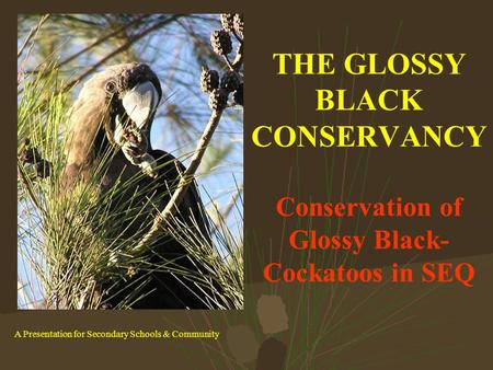 THE GLOSSY BLACK CONSERVANCY Conservation of Glossy Black- Cockatoos in SEQ A Presentation for Secondary Schools & Community.