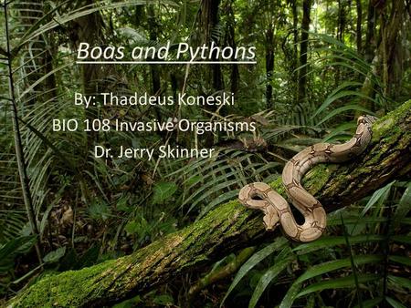 Boas and Pythons By: Thaddeus Koneski BIO 108 Invasive Organisms Dr. Jerry Skinner.