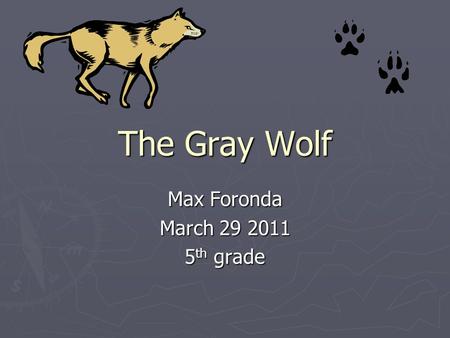 The Gray Wolf Max Foronda March 29 2011 5 th grade.