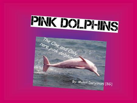 The One and Only, rare pink dolphins… By: Mohit Daryanani [8G]