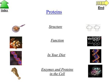 Proteins Structure Function In Your Diet Enzymes and Proteins in the Cell.