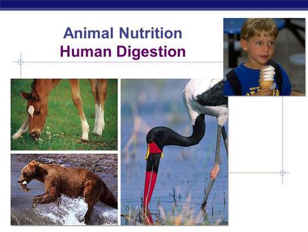 Animal Nutrition Human Digestion.