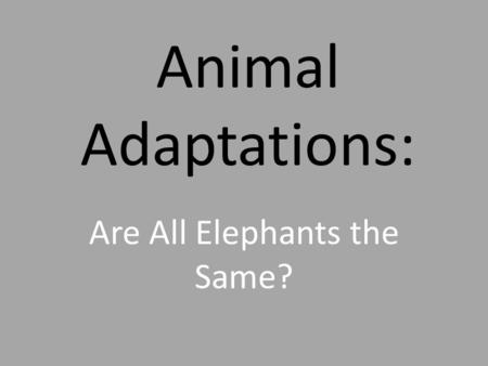 Animal Adaptations: Are All Elephants the Same?. African Elephant The African Elephant is the largest living land animal. These mammals have very strong.