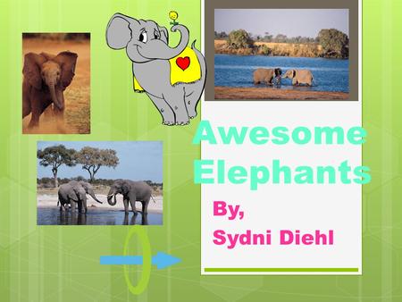 Awesome Elephants By, Sydni Diehl Where do elephants live? Savanna Hawaii Antarctica North America.