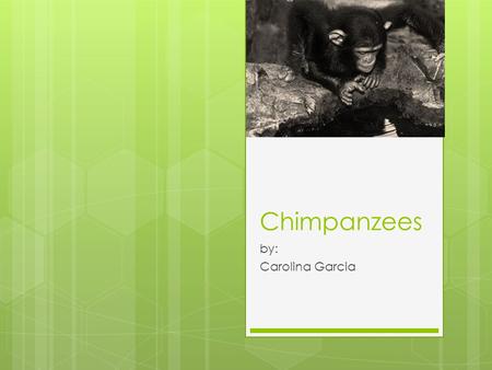 Chimpanzees by: Carolina Garcia.