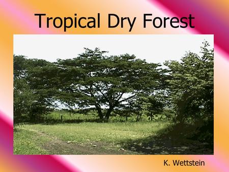 Tropical Dry Forest                                                              K. Wettstein.