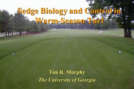 Sedge Biology and Control in Warm-Season Turf Tim R. Murphy The University of Georgia.