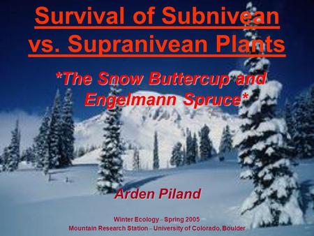 Survival of Subnivean vs. Supranivean Plants *The Snow Buttercup and Engelmann Spruce* Winter Ecology – Spring 2005 Mountain Research Station – University.